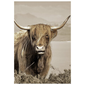 Glasschilderij - Schotse Hooglander - 110 x 160 x 0,4 cm