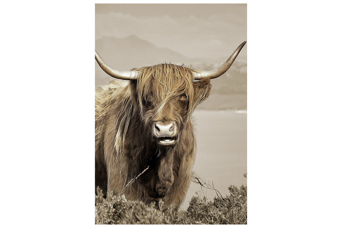 Glasschilderij - Schotse Hooglander - 110 x 160 x 0,4 cm