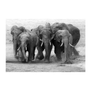 Glasschilderij - Kudde Olifanten - 160 x 110